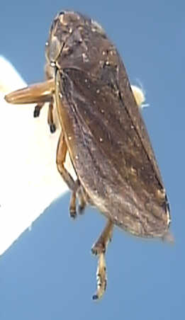 Neophilaenus campestris